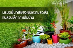 เนรมิตพื้นที่สีเขียวเพิ่มความสดชื่น กับสวนเล็กๆภายในบ้าน