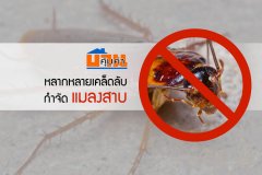 หลากหลายเคล็ดลับกำจัด แมลงสาบ