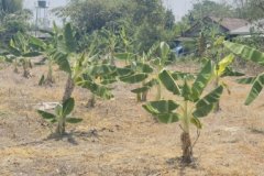 Beautiful land for sale in Chiang Mai – 563 square wah Or about 2252 sqm. Don Kaeo Subdistrict, Saraphi District