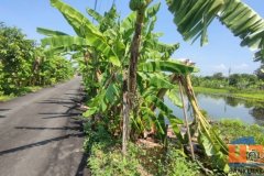 ขายด่วน ที่ดิน 200 ตารางวา 2แปลงติดกัน ซอยเจ็ดพี่น้อง แขวงทรายกองดินใต้ มีนบุรี กทม