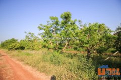 ขายที่ดิน ซ.สุวินทวงค์ 98 มีนบุรี หนองจอก ลาดกระบัง ฉะเชิงเทรา 2 ไร่ หรือ 800 ตร.ว หน้าถนนเป็นสาธารณะแล้ว