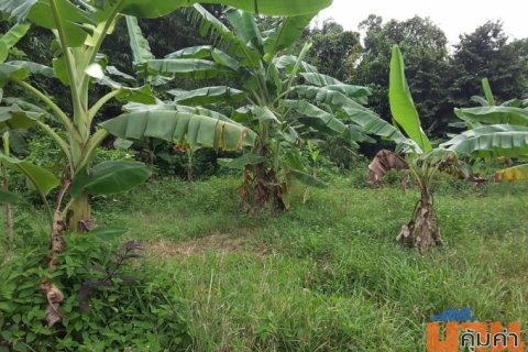 เกาะยอ สงขลา 11 ไร่ 356.7 ตร.วา ติดถนน Koh Yor Island