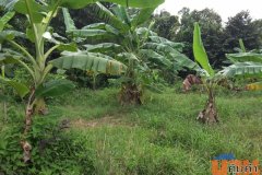 เกาะยอ สงขลา 11 ไร่ 356.7 ตร.วา ติดถนน Koh Yor Island