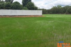 ที่ดิน 308 ตร.วา พุทธมณฑลสาย 5 ซอยบางกระทึก10 (ซอยบุญฝ้าย) นครปฐม