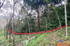 ขายที่ดินและสวนยาง เกาะยาวน้อย พังงา 6 ไร่ ราคาถูกพิเศษมาก บนเกาะ สวยมากๆที่ราบเชิงเขา มีจุดชมวิวทะเล