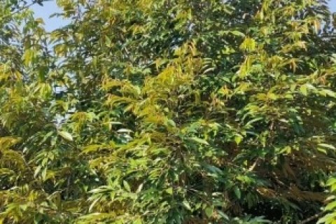 ขายกิจการห้องพักและสวนผลไม้ไทยฉ่ำๆ ชนแดน เพชรบูรณ์ 10 ไร่ ขายที่ดินมีสวนและกิจการเล็กๆ ชนแดน เพชรบูรณ์ sale smaller busi