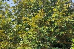 ขายกิจการห้องพักและสวนผลไม้ไทยฉ่ำๆ ชนแดน เพชรบูรณ์ 10 ไร่ ขายที่ดินมีสวนและกิจการเล็กๆ ชนแดน เพชรบูรณ์ sale smaller busi