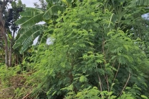 ขายที่ดินถมแล้ว 6 ไร่เศษ ใกล้อ่างเก็บน้ำรัชโลทร ต.วัดสุวรรณ อ.บ่อทอง จ.ชลบุรี