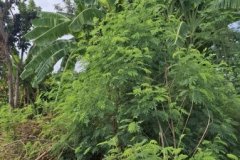 ขายที่ดินถมแล้ว 6 ไร่เศษ ใกล้อ่างเก็บน้ำรัชโลทร ต.วัดสุวรรณ อ.บ่อทอง จ.ชลบุรี