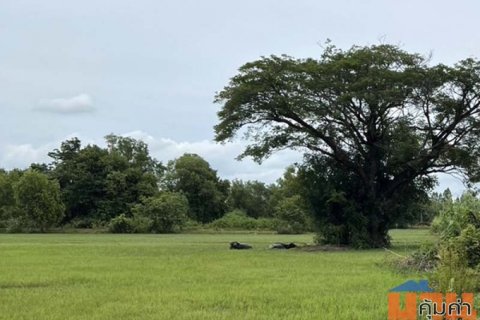 ขายที่ดินสวย ทำเลดี เมืองศรีสะเกษ 5 ไร่ ราคาเพียงล้านสอง เท่านั้น!