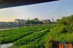 ขายที่ดินเปล่า ตืดแม่น้ำท่าจีน ตรงสุดหมู่บ้านกฤษดานคร 27 มารีน่า หอมเกร็ด สามพราน นครปฐม ราคาดีทำเลดีมาก