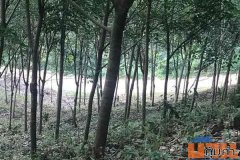 ขายด่วนที่ดิน วิวทะเล ทำเลสวย บรรยากาศดี เขาหลัก จังหวัดพังงา