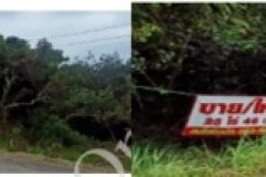 ขายที่ดิน 3แปลง ต.ไม้รูด อ.คลองใหญ่ ตราด 92-2-39 ไร่ ติดที่ดินตะกาดยาวสาธารณประโยชน์ แยกจากถนนสายไม้รูด-คลองมะไร