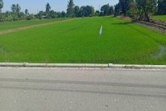 ขายด่วน ที่ดินเปล่า 100-1-66 ไร่ ติดถนนเลียบคลองสิบสี่ฝั่งตะวันตก ซอยยังพัธนา เขตหนองจอก มีนบุรี