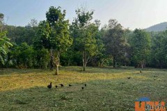 ขายที่ดิน ทำเลดี ใกล้ทะเล เกาะช้าง จังหวัดตราด