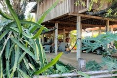 ขายด่วน! (บ้าน 2 ชั้น/ใต้ถุนโล่ง) พร้อมที่ดิน ติดถนนดำ อำเภอลาดยาว นครสวรรค์ โทร 092-6869618