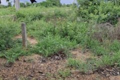 ขายที่ถมแล้ว ขายถูก ใกล้ถนนทางหลวง 3025 ( ท่าข้าม-สระสี่เหลี่ยม ) เนื้อที่  200  ตรว. ต.ท่าข้าม อ.พนัสนิคม จ.ชลบุรี