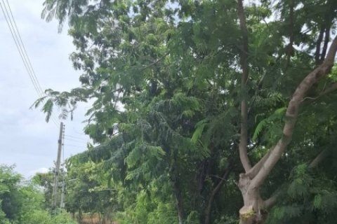 ขายที่ดินถมแล้วบางส่วน ติดถนนสาธารณะ 2 ด้าน ต.แกลง อ.เมือง จ.ระยอง