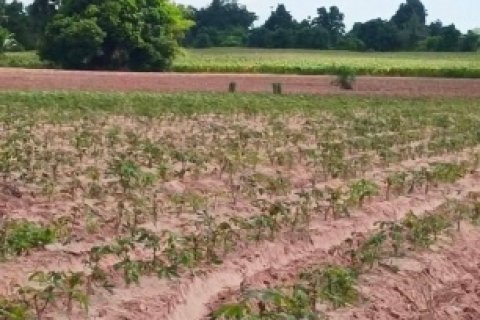 ขายที่ดิน ตำบลสี่มุม อำเภอเมือง นครราชสีมา ติดถนนเลียบมอเตอร์เวย์บางปะอินนครราชสีมา