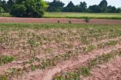 ขายที่ดิน ตำบลสี่มุม อำเภอเมือง นครราชสีมา ติดถนนเลียบมอเตอร์เวย์บางปะอินนครราชสีมา