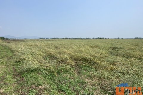 ขายที่นา พร้อมผู้เช่า ทำเลดี อำเภอหนองไผ่ จังหวัดเพชรบูรณ์