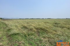 ขายที่นา พร้อมผู้เช่า ทำเลดี อำเภอหนองไผ่ จังหวัดเพชรบูรณ์