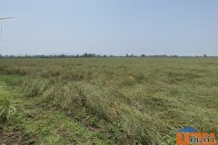 ขายที่ดินนา เพชรบูรณ์ อำเภอหนองไผ่ ผู้เช่าพร้อม ทำเลน่าลงทุน