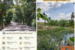 ขายที่ดิน ติดถนนลำลูกกาคลอง13