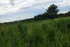 ขายที่ดิน ลดราคา 2 ไร่ สวย ที่ไทรโยค กาญจนบุรี เหมาะกับคนรักความสงบ พักผ่อน ทำสวน โทรคุยเลย 0810117012