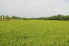 ขายที่ดินเปล่า ตำบลมะขามล้ม  อำเภอบางปลาม้า สุพรรณบุรี