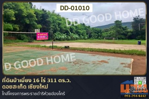 ที่ดินป่าเมี่ยง 16 ไร่ 311 ตร.ว. ดอยสะเก็ด เชียงใหม่ DD-01010