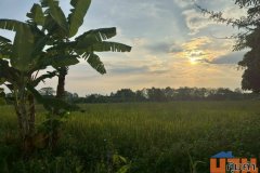 ขายที่ดินสวย บ้านร้องขี้เหล็ก ติดถนน ติดน้ำไหลตลอดปี ทำเลศักยภาพสูง (วงแหวนรอบ 4 ตัดผ่านที่ดิน)