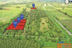 ขายด่วนที่ดินสวนมะม่วง ราคาน่าลงทุน ราคาถูก 1 ไร่ 213 ตรว  ต.วังเย็น อ.แปลงยาว จ.ฉะเชิงเทรา