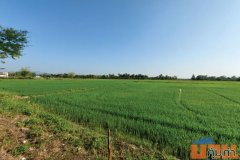 ขายที่ดินเปล่า 18 ไร่ 64 ตรว แปลงใหญ่ ติดถนน ถ.ย่าปาย-สันกำแพง ต.บวกค้าง อ.สันกำแพง จ.เชียงใหม่