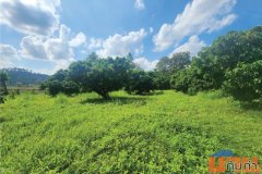 ขายที่ดิน 2 ไร่ 3 งาน 33 ตรว สวนลำไย วิวภูเขา บรรยากาศดี บ้านตีนธาตุ ต.แม่แตง อ.แม่แตง จ.เชียงใหม่