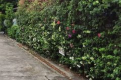 ขายที่ดิน 105ตร.ว ถนนสุขุมวิท101/1 แปลงสี่เหลี่ยม เข้าจากถนนสุขุมวิทนิดเดียว