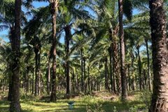 ขายที่ดิน สวนปาล์มน้ำมัน แปลงใหญ่เพื่อการลงทุน จังหวัดชุมพร – เจ้าของขายเอง