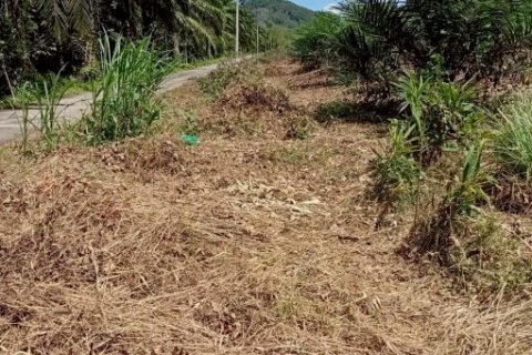 ขายที่ดินพร้อมสวนปาล์ม ทำเลทอง 26 ไร่ 97.1 ตร.ว. อ.เมืองพังงา หลังการยางแห่งประเทศไทย จ.พังงา
