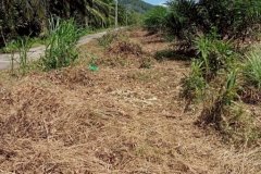 ขายที่ดินพร้อมสวนปาล์ม ทำเลทอง 26 ไร่ 97.1 ตร.ว. อ.เมืองพังงา หลังการยางแห่งประเทศไทย จ.พังงา