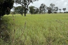 ขายที่นา 12 ไร่กว่า ราคาถูก อ.กันทรารมย์ จ.ศรีสะเกษ เจ้าของขายเอง