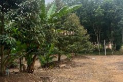 ขายสวนทุเรียน ทำเลทอง ติดถนน อำเภอวังจันทร์ จังหวัดระยอง