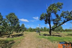 ขายสวนผลไม้ อำเภอขลุง  จันทบุรี พร้อมให้ผลผลิต