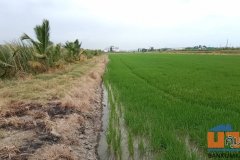 ขายด่วน ที่ดิน 12-2-75 ไร่พื้นที่สีม่วง ตั้งอยู่ที่ ต.คลองเปรง อ.เมือง ฉะเชิงเทรา