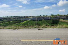 ขายที่ดิน 4 ไร่ 135 ตารางวา อ.ไทรน้อย จ.นนทบุรี หน้ากว้างติดถนนตัดใหม่ บรรยากาศดี โทร 065-365-4426