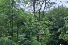 ขายที่ถมแล้ว 190 ตรว. ขายถูก ใกล้รถไฟฟ้า MRT ซอยเรวดี 13  อ.เมือง  จ.นนทบุรี