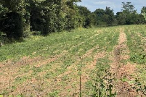 ขายที่ดินเปล่า ติดถนนลาดใหญ่ เมืองชัยภูมิ