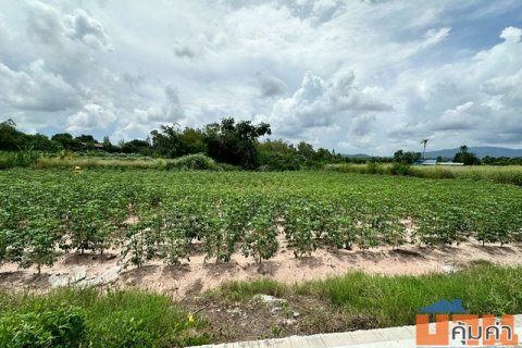 ขาย! ที่ดินเปล่า ศรีราชา ชลบุรี ราคาถูก ติดไร่คาราวาน หนองค้อ TP-L1384