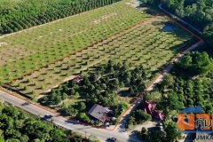 ขายที่ดินพร้อมสวนทุเรียน ติดถนนทางหลวงชนบทจันทบุรี 1028 ใกล้แหล่งชุมชน ต.วังใหม่ อ.นายายอาม จ.จันทบุรี