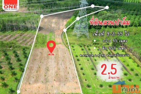 ที่ดินสวนปาล์มปลูกใหม่ พื้นที่ขนาดใหญ่ เหมาะสำหรับต่อยอดธุรกิจหลากหลายรูปแบบ