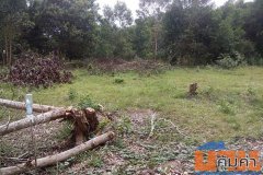 ขายด่วน! ที่ดินทำเลทอง ใจกลางชุมชนแม่ขรี พัทลุง